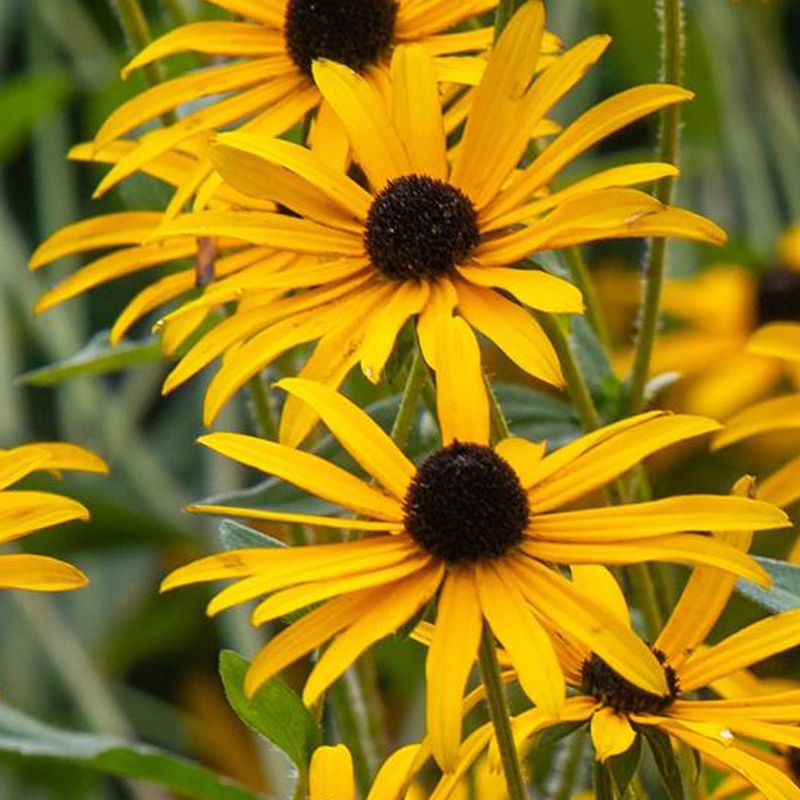 Identify the Rudbeckia before deciding to divide
