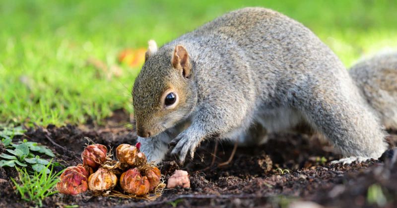 Identify the animal before choosing a remedy