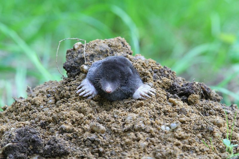 Identify the animal before treating the lawn