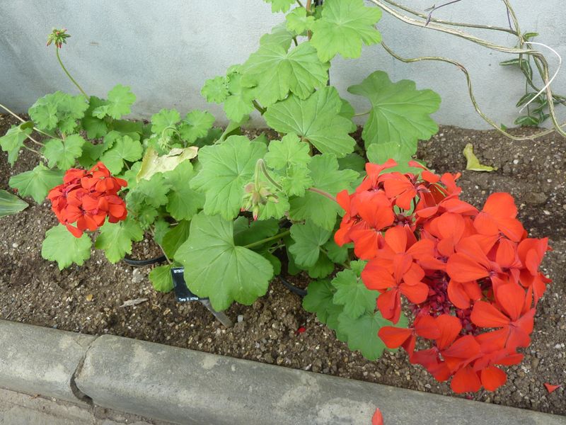 Identify the bedding geranium you can propagate