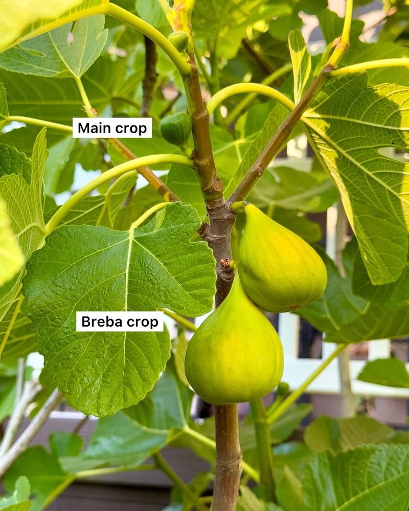 Identify the crop and cultivar before you cut Identify the crop and cultivar before you cut