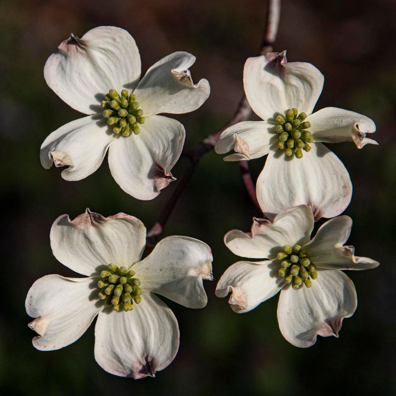 Identify the dogwood before you reach for pruners Identify the dogwood before you reach for pruners