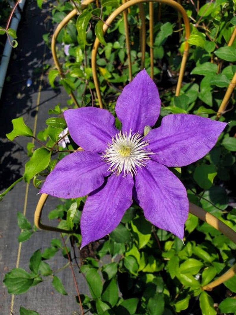 Identify the flowering group before you reach for the shears