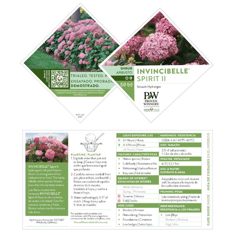 Identify the hydrangea before making an early-fall cut