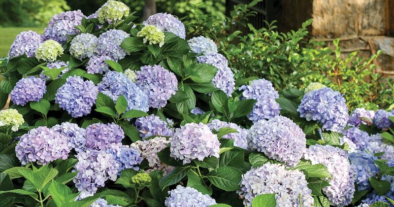 Identify the hydrangea before you cut Identify the hydrangea before you cut