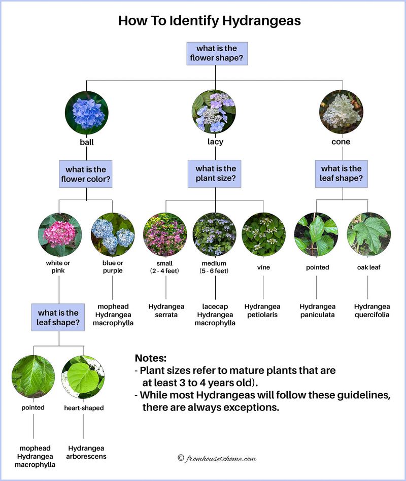 Identify the hydrangea before you pick up the pruners