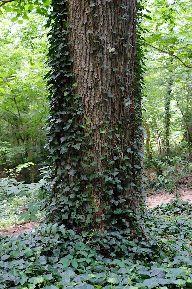 Identify the ivy before deciding what to do
