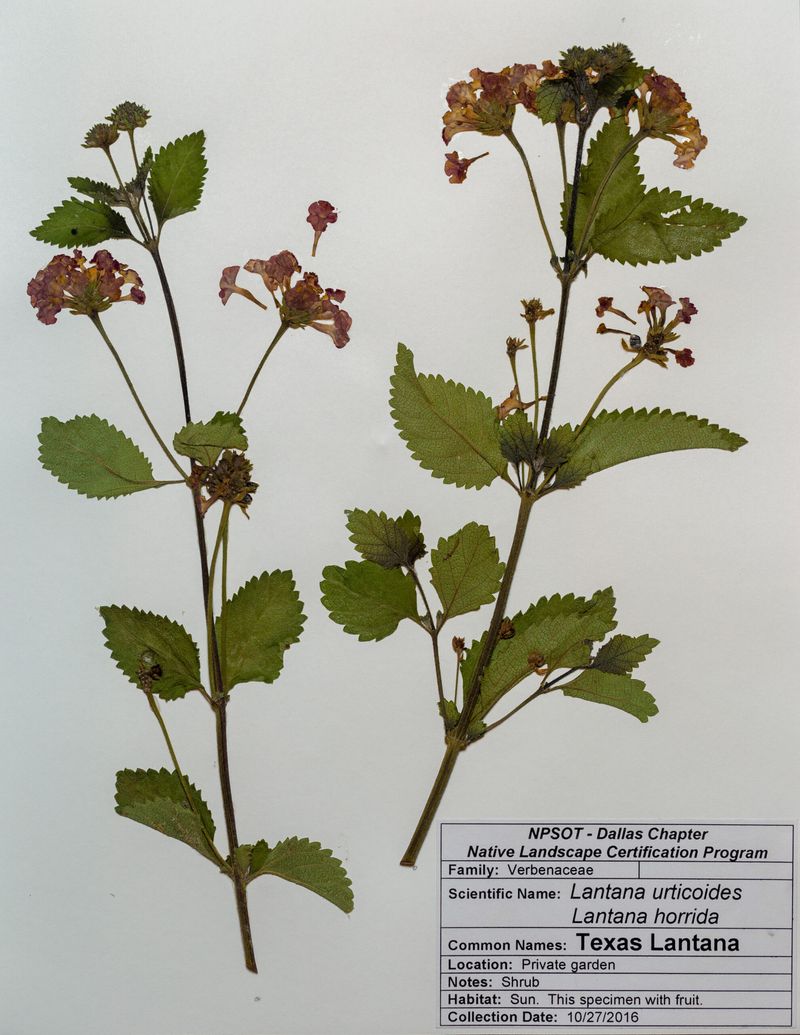 Identify the lantana before choosing a fall plan Identify the lantana before choosing a fall plan