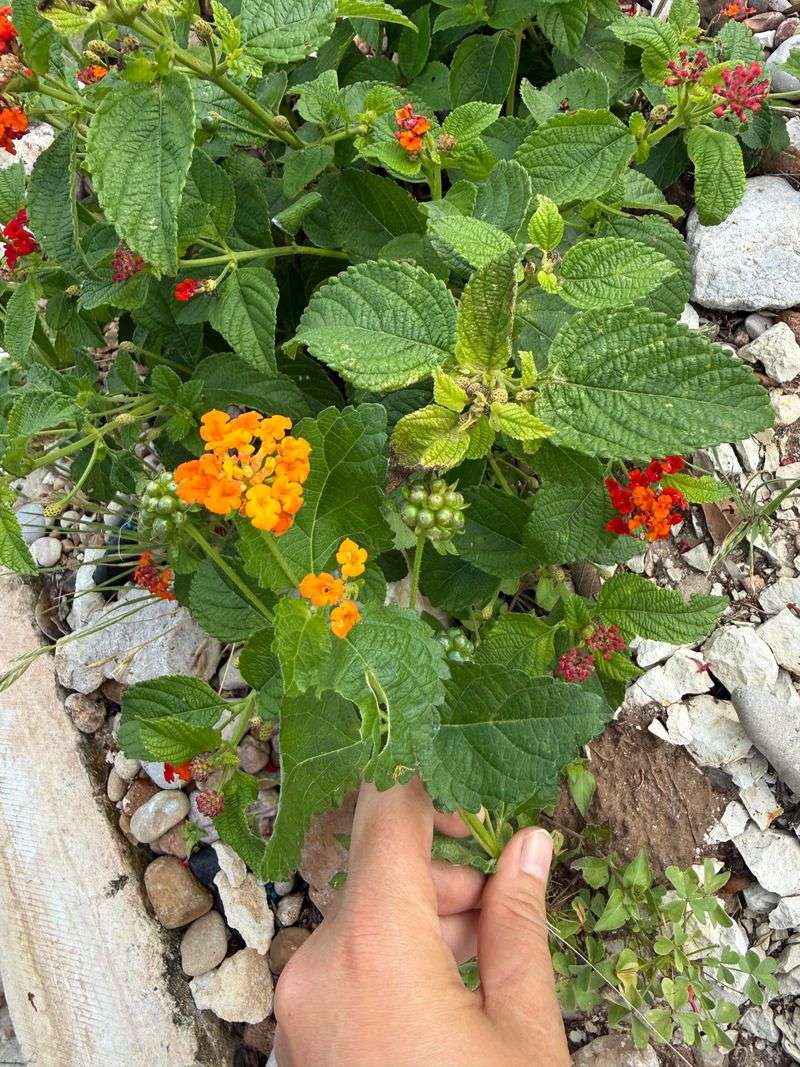 Identify the lantana before you reach for a shovel Identify the lantana before you reach for a shovel