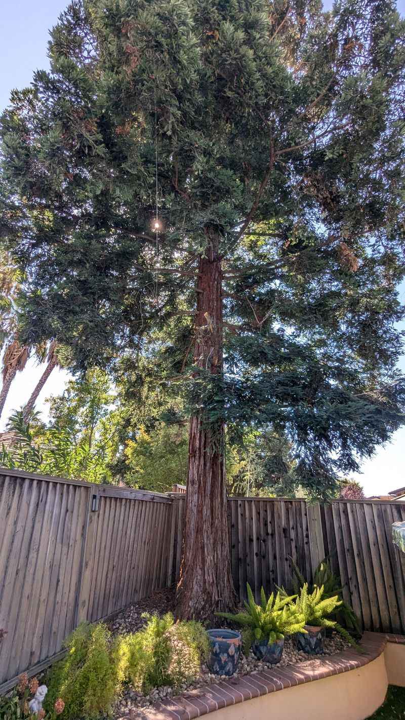 Identify the legal basis before allowing tree work