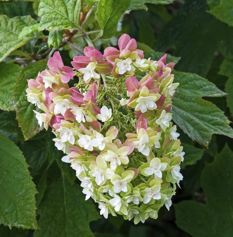 Identify the old-wood types before pruning