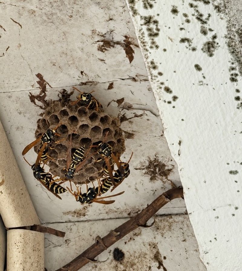 Identify the paper wasp before judging its value