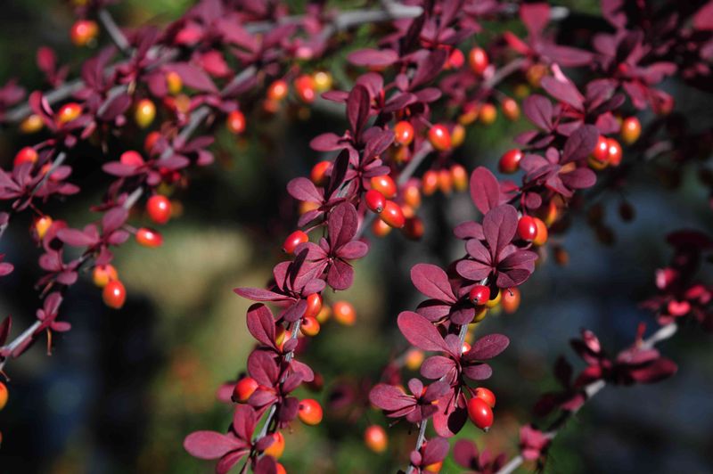 Identify the shrub before deciding what to do