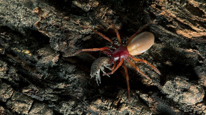 Identify the spider before deciding what to do Identify the spider before deciding what to do