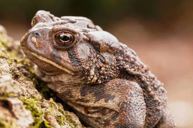 Identify the toad before you attract, handle, or relocate it