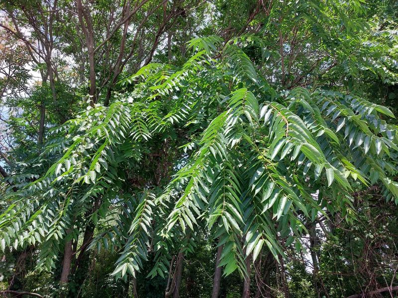 Identify the tree before you remove anything Identify the tree before you remove anything