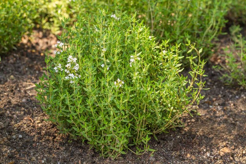 Identify the type of thyme before trimming Identify the type of thyme before trimming