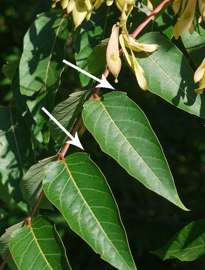 Identify tree-of-heaven before reaching for a saw