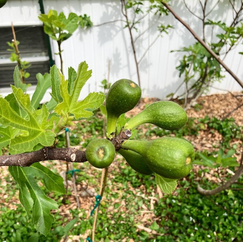 Identify which figs still have time to ripen