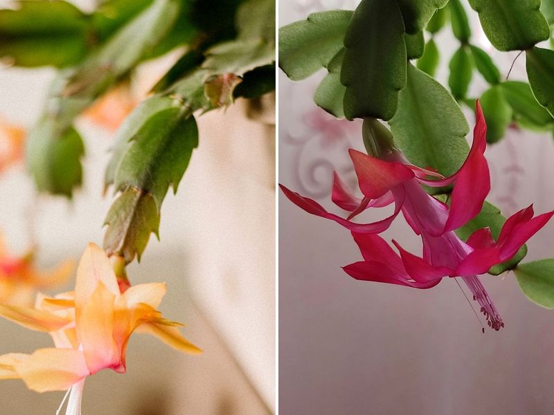 Identify your holiday cactus before setting expectations
