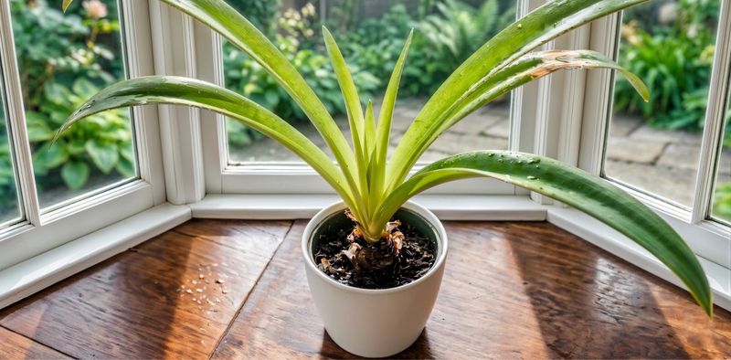 If There Is Still No Stalk, Check the Bulb and Its Season If There Is Still No Stalk, Check the Bulb and Its Season