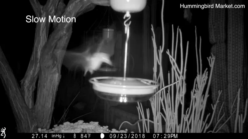 If a camera shows bat activity, respond cautiously