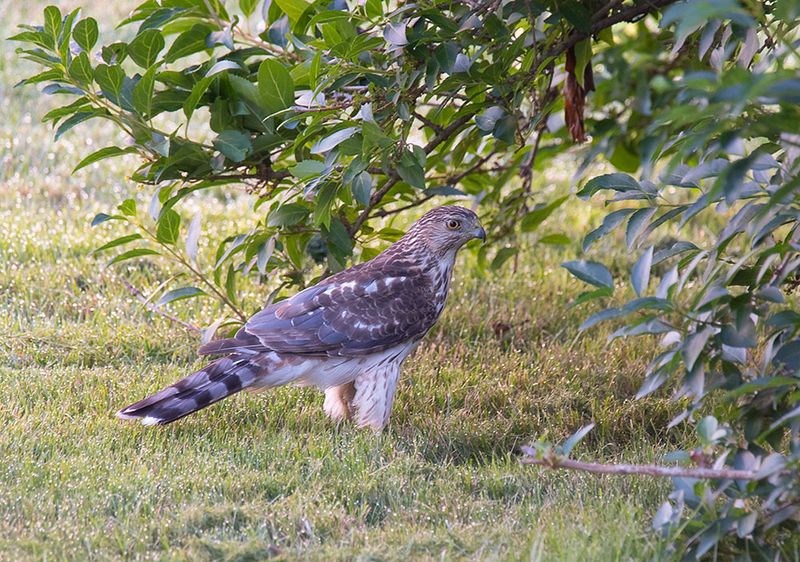 If hunting repeats, pause feeding instead of removing the hawk If hunting repeats, pause feeding instead of removing the hawk