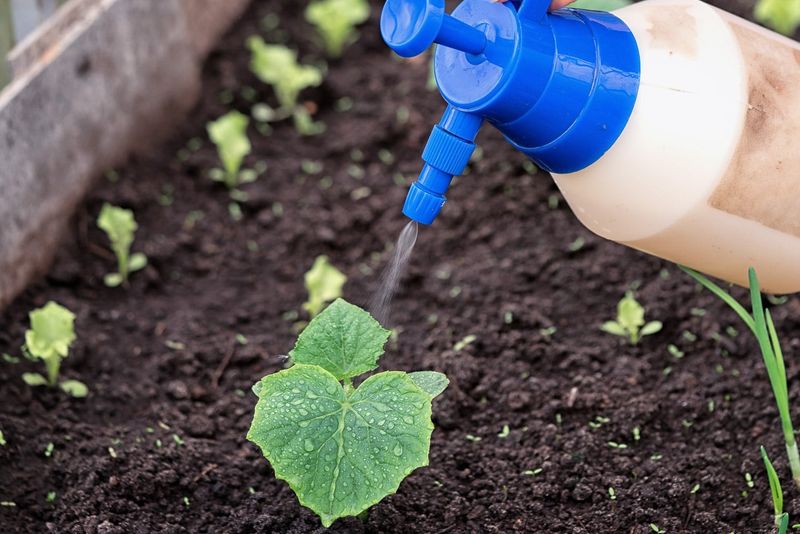 If nitrogen still fits, use a measured rescue