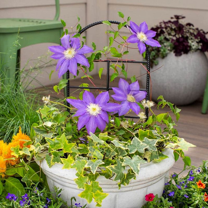 If pruning fits the plant, inspect light, roots, and fertilizer