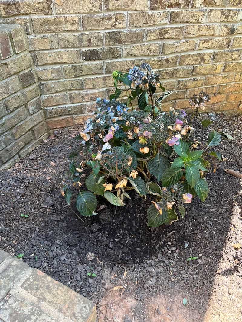 If the Hydrangea Does Not Recover, Inspect the System