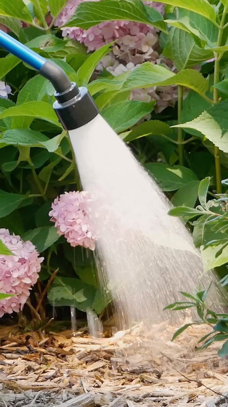 If the root area is dry, soak it slowly