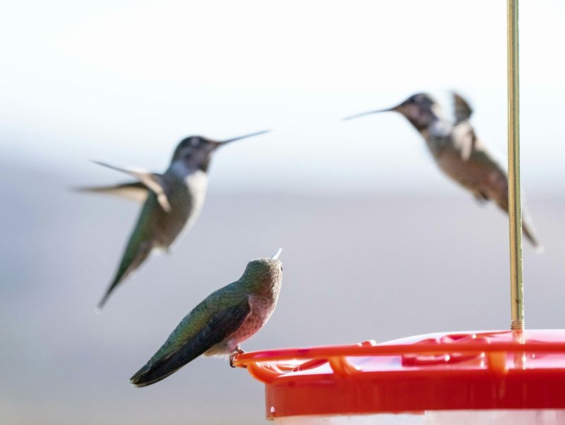 If visits stay low, look beyond the feeder's location