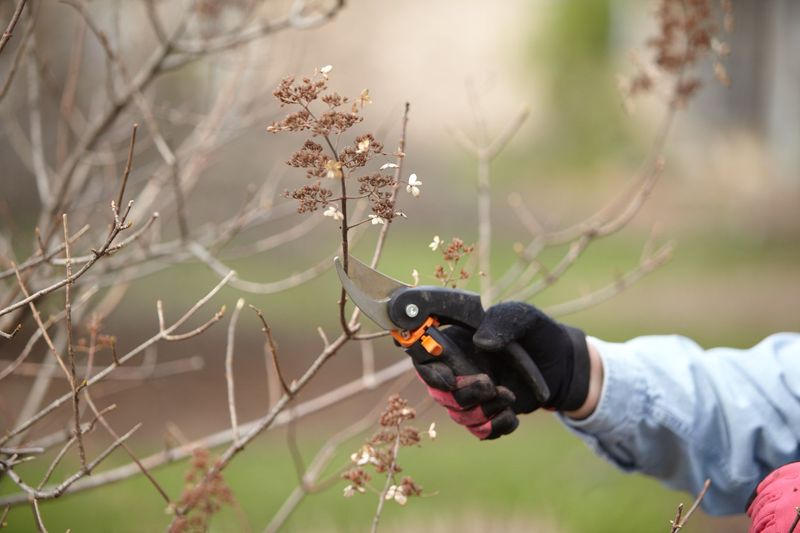 If you already pruned, avoid another major cut If you already pruned, avoid another major cut