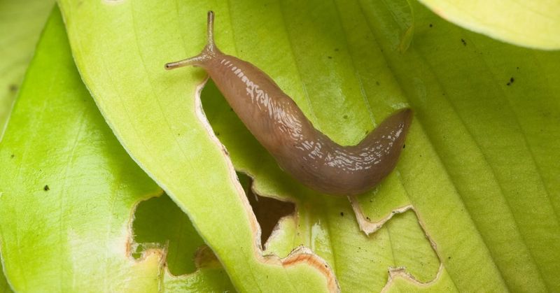 Ignoring Slugs, Snails, And Chewing Pests Early Ignoring Slugs, Snails, And Chewing Pests Early