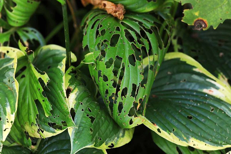 Ignoring Slugs, Snails, and Chewing Pests Early Ignoring Slugs, Snails, and Chewing Pests Early