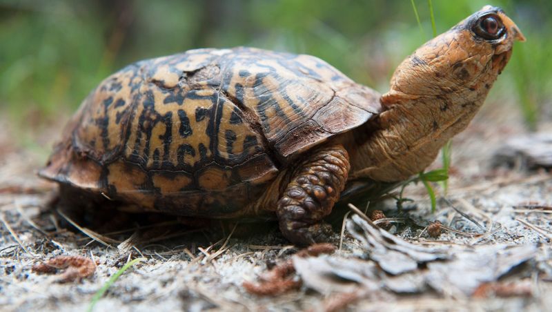 Immediate Danger Changes the Rule—but Only Briefly