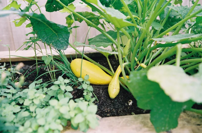 Improve airflow and avoid excessive nitrogen Improve airflow and avoid excessive nitrogen
