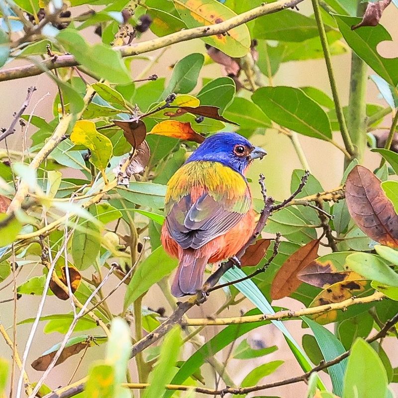 Improve the habitat, then let local bird movement decide
