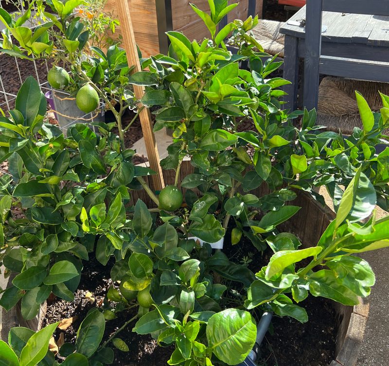 Improved Meyer Lemon