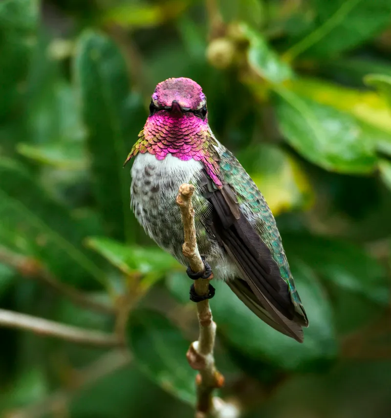In California, the Feeder May Not Be the Whole Territory
