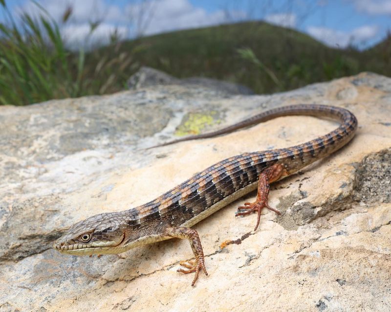 In much of coastal and Southern California, the yard lizard is the southern alligator lizard In much of coastal and Southern California, the yard lizard is the southern alligator lizard