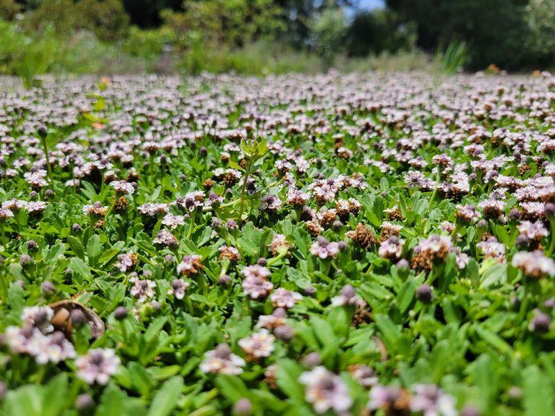 In suitable sites, frogfruit can form a living carpet