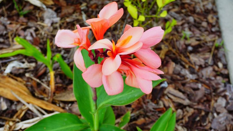In warmer, well-drained beds, mulch in place In warmer, well-drained beds, mulch in place