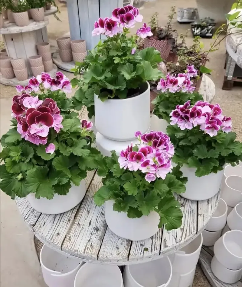 Increase container size gradually when the roots need room