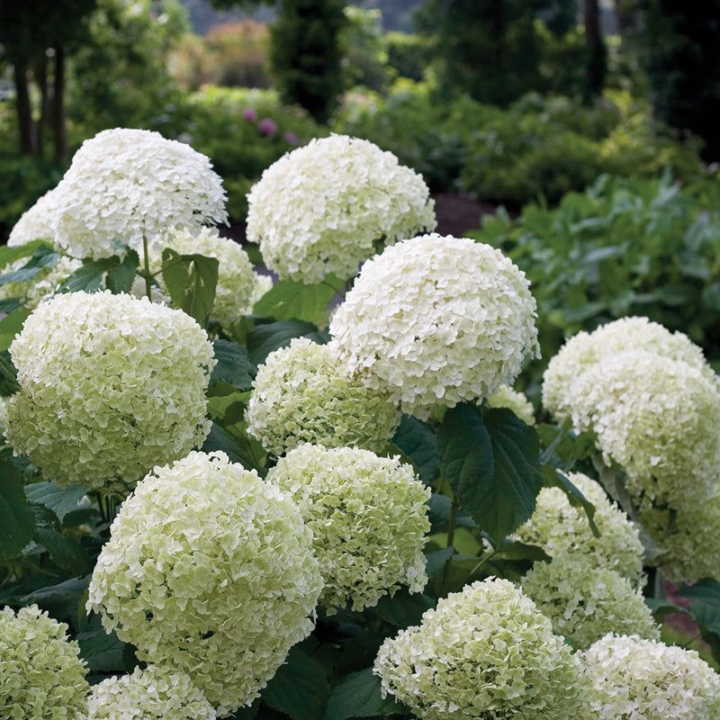 Incrediball Hydrangea