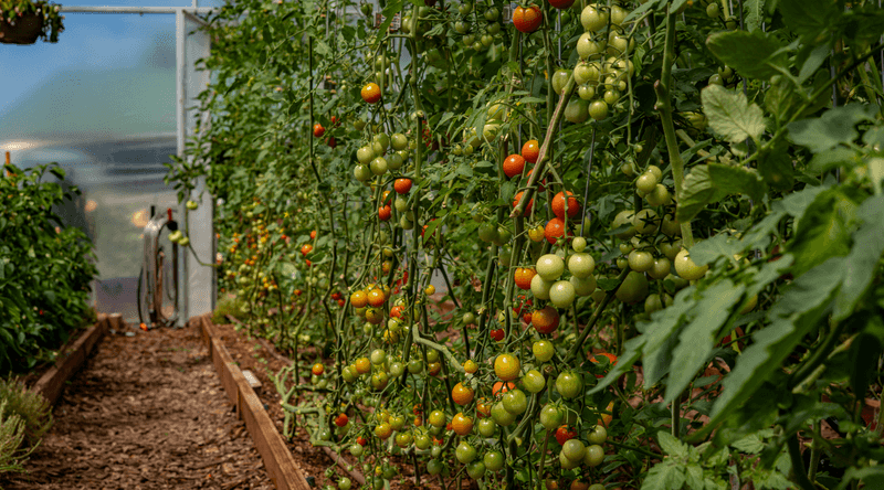 Indeterminate Tomatoes