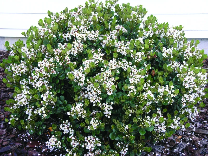 Indian Hawthorn