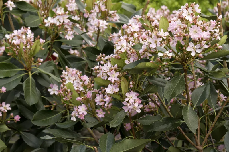 Indian Hawthorn