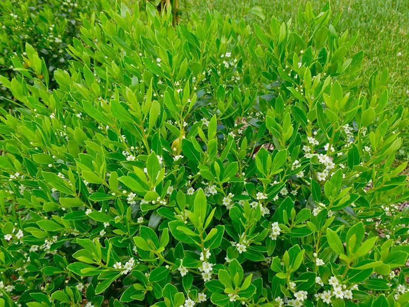 Inkberry Holly Inkberry Holly