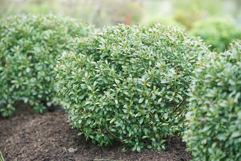 Inkberry Holly